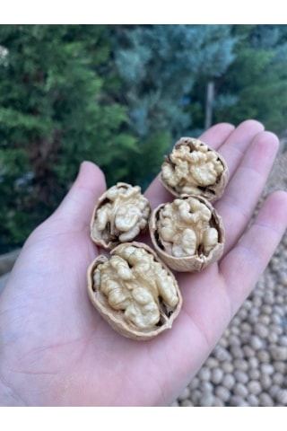 Sultan Ceviz Bahçeleri Ultra Lüks İnce Kabuklu Chandler Cinsi Kuru Ceviz 1 KG