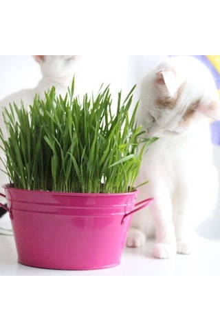 Kedi Otu Tohumu 75 Tohum