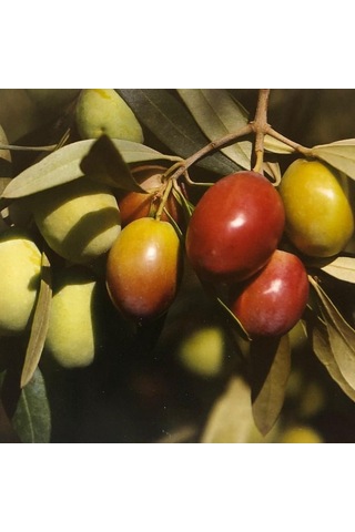 Tüplü Aşılı İri Meyveli Sarı Ulak Zeytin Fidanı