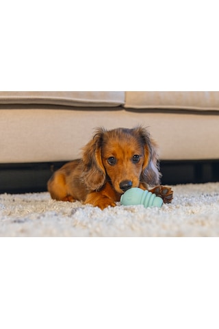 Beeztees - 438 - Yavru Köpek Sumo Mını Dental - Csmo-tex - Oyuncak Xs