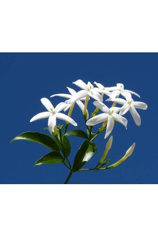 Yaprakları Ve Güzelliğiyle Mest Eden Tüplü Arap Yasemini Fidanı