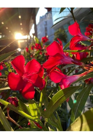 Videolu Zakkum Bitkisi Kırmızı 50-75 Cm Saksılı/tüplü Dış Mekan Bahçe Bitkisi Oleander Plant
