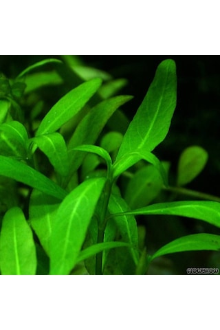 Hygrophila Polysperma Zeytin Akvaryum Bitkisi 5 Dal