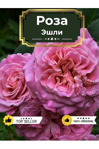 Dream Roses Ashley Gülü Fidanı 146361428