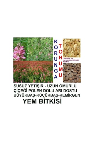 10.000 Adet Büyükbaş Hayvan Yemi Korunga Tohumu