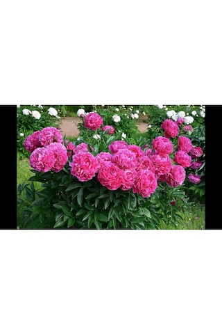 12 Adet Şakayık Çiçeği Yumrusu..yumru Boyu 9 Cm .garantilidir.yeni Mahsul.5 Renk Karışık..