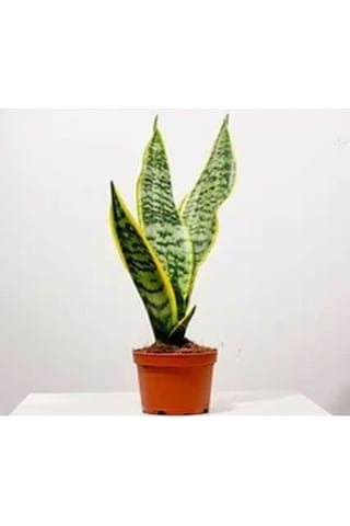 Videolu Sarılı Kılıç Çiçeği Fidanı 20-40cm Saksılı Çiçekli Bodur Bitkiler Sansevieria Trifasciata