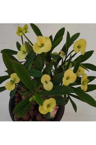Videolu Milli Dikenler Tacı 25 35 Cm Saksılı Kaktüs Euphorbia