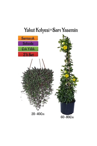 Altın Yakut Kolyesi Çiçeği Askılı Saksıda+sarı Yasemin Çiçeği Fidanı 2'li Bahçe Seti