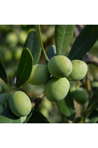 Tüplü Gemlik Tirilye Zeytin Fidanı