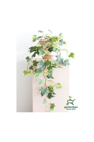 Alacalı Hedera Helix Sarmaşık 1 Adet Saksılı 30-60cm