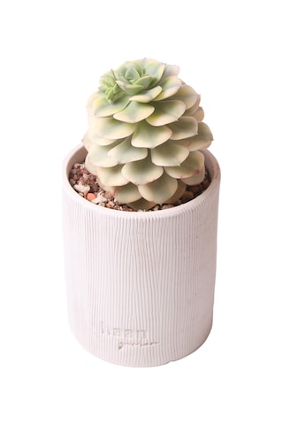 Echeveria Niksana - Sukulent Haangarden