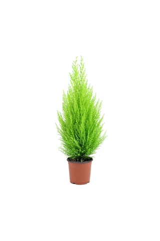 Limon Kokulu Çam Limoni Servi Cupressus Ev Ofis Salon Çamı 25-35 Cm