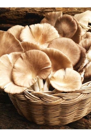 İstiridye Kavak Mantarı Tohumu Mantar Tohumu 1 Kg