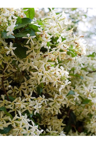 Yoğun Kokulu Ful Yasemin Çiçeği 1 Adet Saksılı/ Tüplü 40-50 Cm Star Jasmine