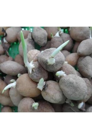Piramit Yumru Salep Tohumu 5 Kg