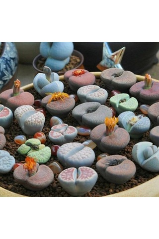 10 Adet Living Stone Succulent Tohumu