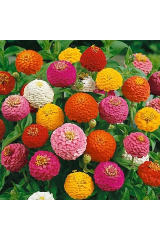 Zinnia Lıllıput Mıx Ponpon Çiçekli 40+ Tohum