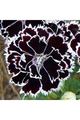 Tr Dianthus Heddewigii Black White Karanfil Çiçeği 100 Adet