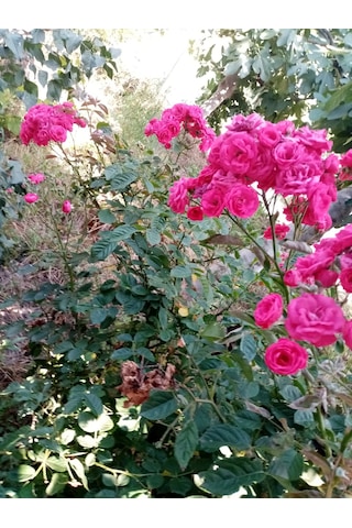 3 Adet Açık Kök [pembe]yediveren Kokulu Gül Fidanı N11.24017