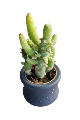 Hediyelik Kaktüs Opuntia Subulata (5.5 cm Beton Saksı HEDİYELİ)
