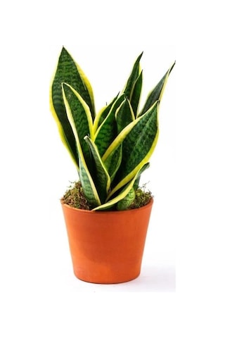 Sansevaria Peygamber Kılıç Çiçeği Paşa Kılıcı 45-55 Cm Sansevaria Peygamber Kılıç Çiçeği Paşa Kılıcı 45-55 Cm