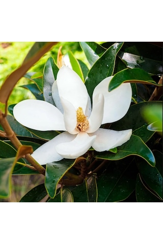 Manolya Magnolia Grandiflora