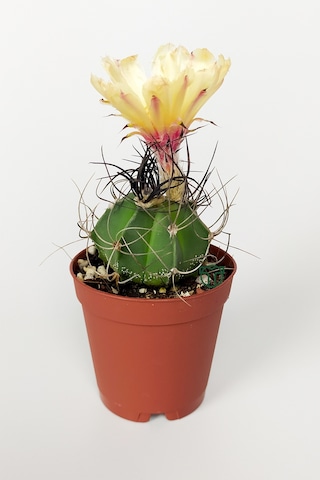 Kaktüs Özel Tür - Astrophytum Capricorne