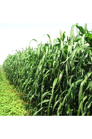 Sorgum Sudan Otu Tohumu 2 KG Sorgum Sudan Otu