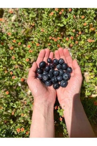Yaban Mersini Blueberry Taze Ligarba-likapa- 125 Gr
