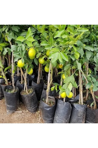 Limon Fidanı Yediveren 90/120 Santim Boyunda Limon Fidanı Yediveren 90/120 Santim Boyunda