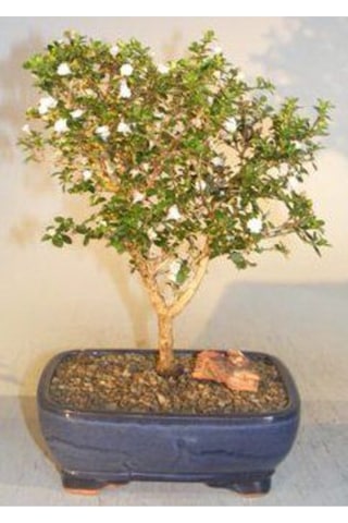 Ithal Bodur Beyaz Gül Bonsai Ağacı Tohumu Ekim Seti