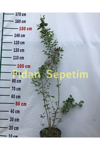 2 Yaş Leylak Fidanı Syringa Chinensis