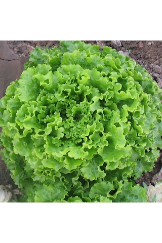 Yerli Kışlık Kıvırcık Marul Tohumu 10 GR Ort 7500 Ad Tohum N112834 Yerli Kışlık Kıvırcık Marul Tohumu 10 GR Ort 7500 Ad Tohum N112834