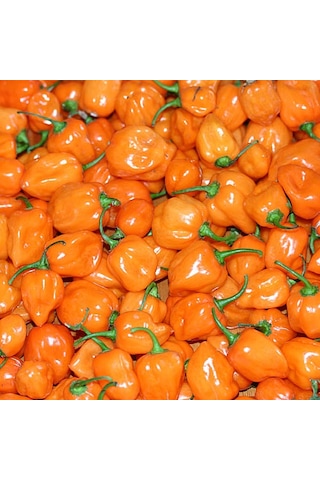 Turuncu Habanero Dünyanın En Acı Biber Tohumu 10+ Tohum