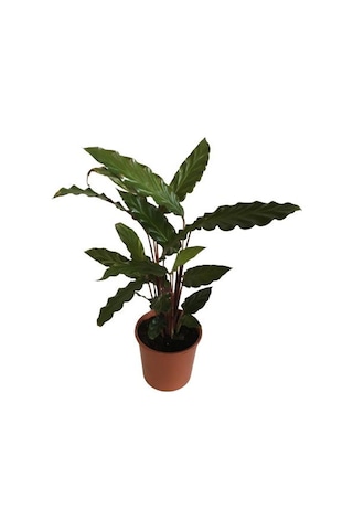 Kalatya Calathea Rufibarba Wavestar