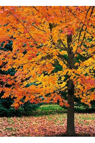 Akçaağaç Fidanı - Acer Platanoides