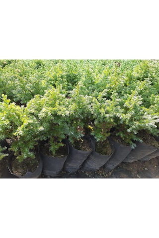 Boulevard Savara Yer Örtücü Yalancı Servi Fidanı 1-2 Yaş Arası