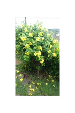 Sarı Acem Borusu Ağacı Tohumu[5 Adet Tohum]