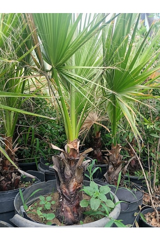 Yeşil Deniz Fidancılık Washingtonia Palmiye Fidanı 70-120 Cm