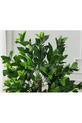 Madame Coco Fleurir Saksılı Bitki 1kcıck1742 120cm-std