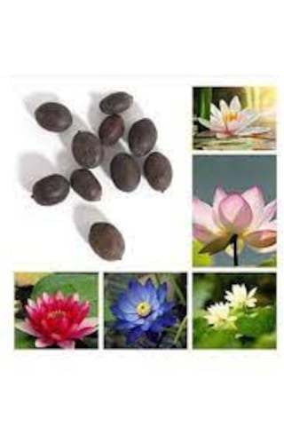 10 Adet Tohum Nadir Karışık Lotus Su Çiçeği Tohumu Nilüfer Çiçekl