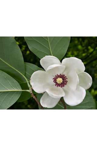 Manolya Fıdanı 90-120 Cm. Tüplü 12 Ay Dikilebilir