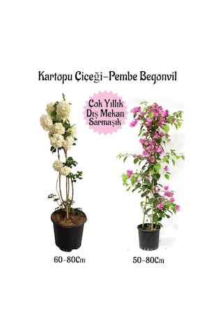 Kartopu Çiçeği 1 Adet+pembe Begonvil 1 Adet Saksılı Bahçe Seti