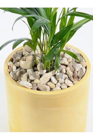 Natural Rainbow Dolomit Çakıl Taşı, Sarı Çizgili, 1-3 Cm, 3 Kg, Dekoratif Bahçe Peyzaj Saksı Akvaryum Teraryum Taşı