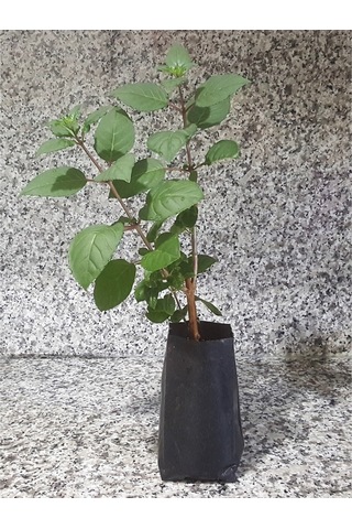 Mis Kokulu Beyaz Çiçekli Filbahri Çiçeği Fidesi, Tüplü Fide