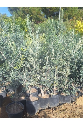 Trilya Zeytin Fidanı 1 Adet Tüplü 50-70cm Bol Verimli Sofralık Zeytin