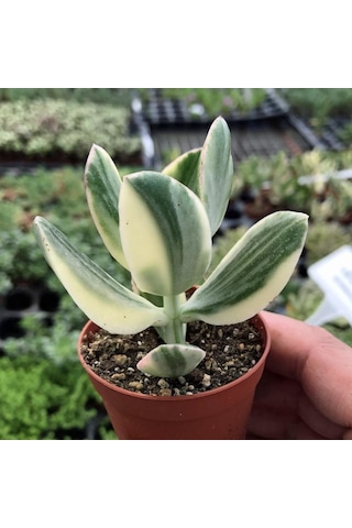 Serada Decor Plant Crassula Ovata Variegata Para Ağacı Jade Plant