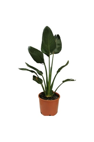 Orta Boy Starliçe Üretim Saksılı Strelitzia 50-70cm Salon Çiçeği
