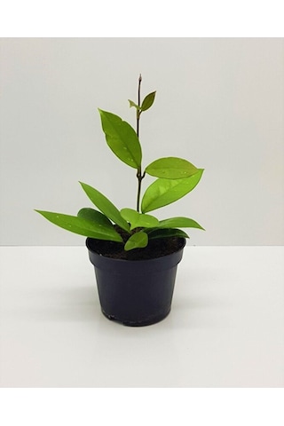 Thebestonline Mum Çiçeği Kırmızı Hoya Carnosa Kokulu 1.kalite 9 Cm Saksıda